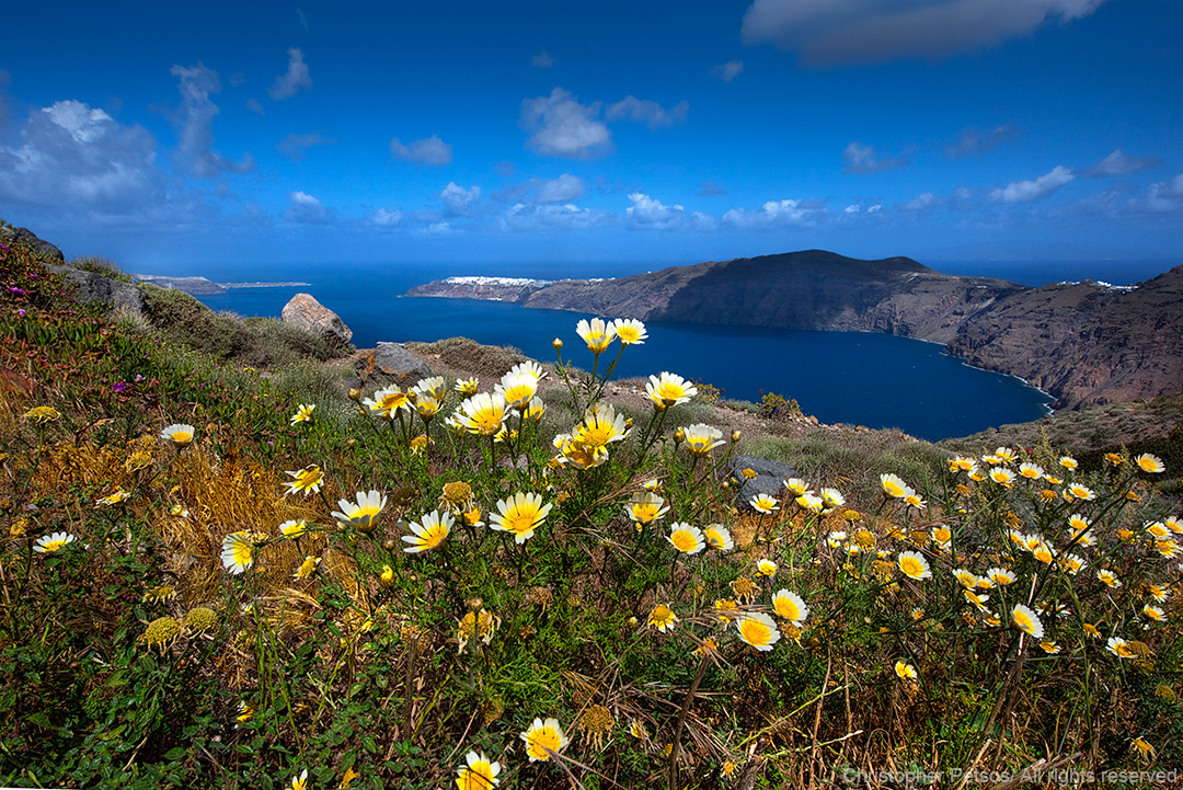 Yellow and white flowers on cliffs of Santorini with the sea behind them