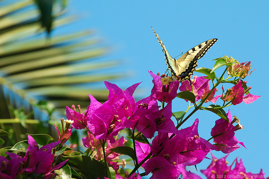 yellow butterfly sitting on pink bougainvillea with palm leaves and blue sky