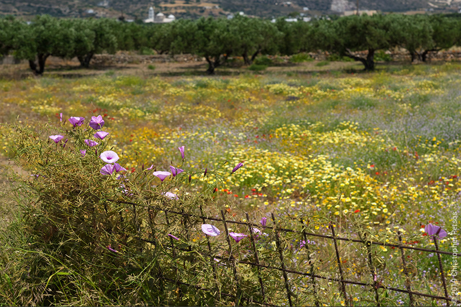 flowers along a fence with grass and olive trees in a grove on an island