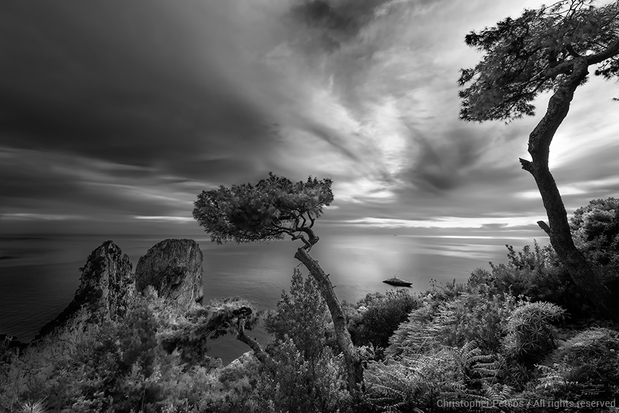 Umbrella pine trees on a cliff in black and white