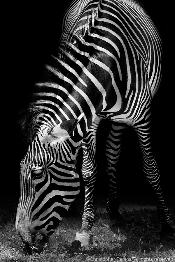 Black and white zebra photo print by Christopher Petsos