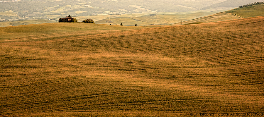 Panoramic landscape of wheat covered rolling hills 