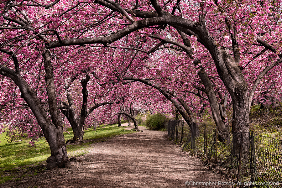 Chris Petsos photograph of cherry blossoms in Central Park