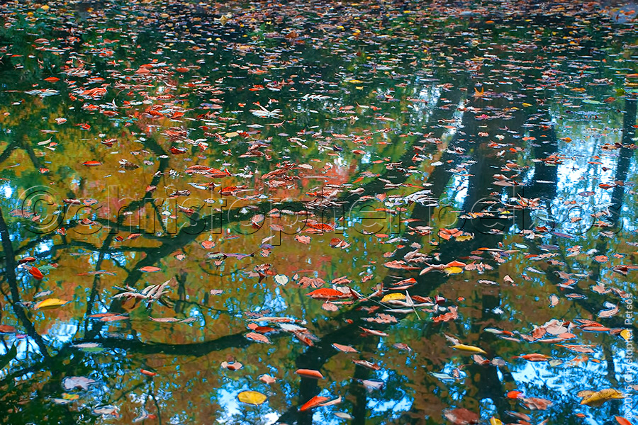 Autumn leaves floating on water with reflections of sky and trees
