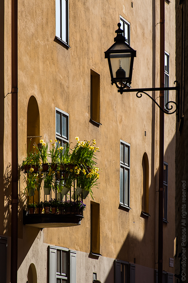 daffodils in the sunlight on an old Stockholm building
